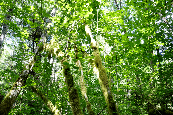 moss covered tree branches